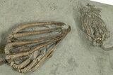 Fossil Crinoid Plate (Two Species) - Crawfordsville, Indiana #310210-3